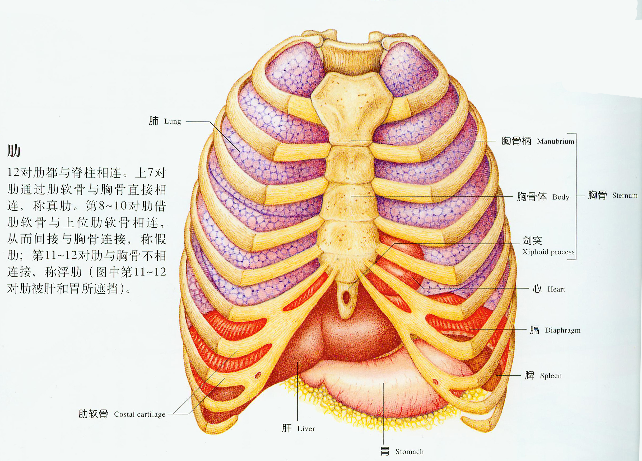 肋骨图片位置示意图图片