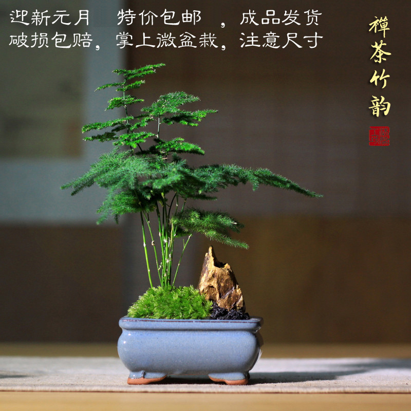 文竹菖蒲日式禅意盆栽苔藓室内茶桌绿植客厅去甲醛防辐射微型盆景