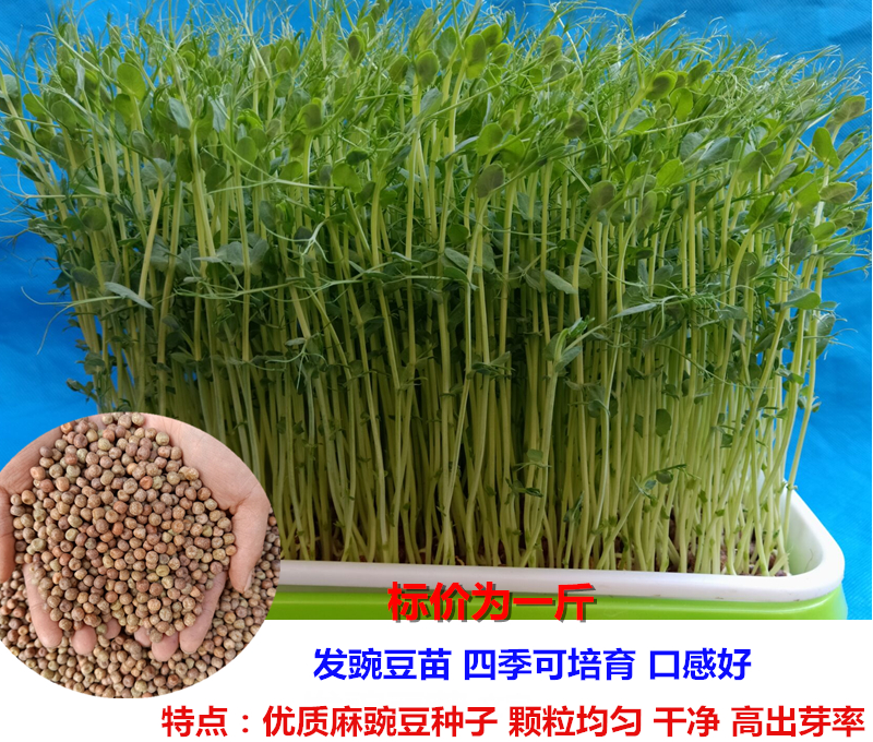 新豌豆发豌豆苗长豆芽农家自种生麻豌豆粒新鲜豌豆1斤生豆芽包邮