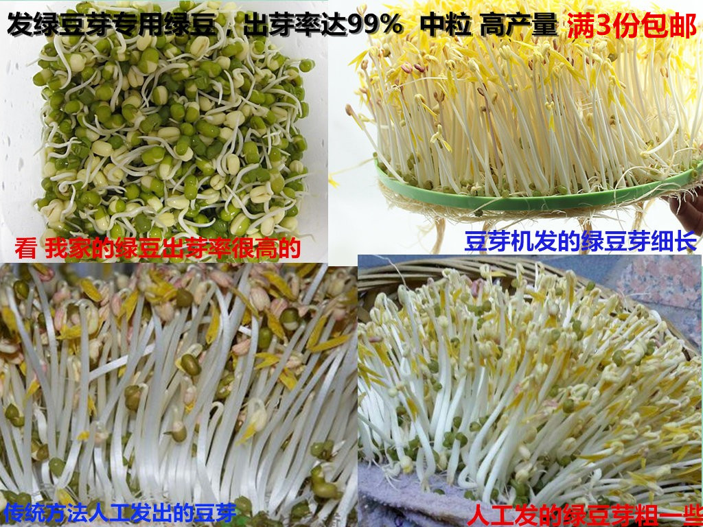 绿豆发绿豆芽新绿豆种子生豆芽豆苗专