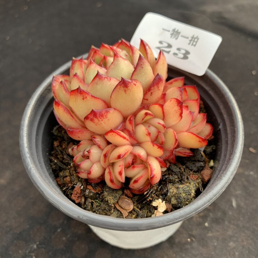 尼莫花园保利安娜单头群生状态好自养大棚韩货贵货精控多肉植物