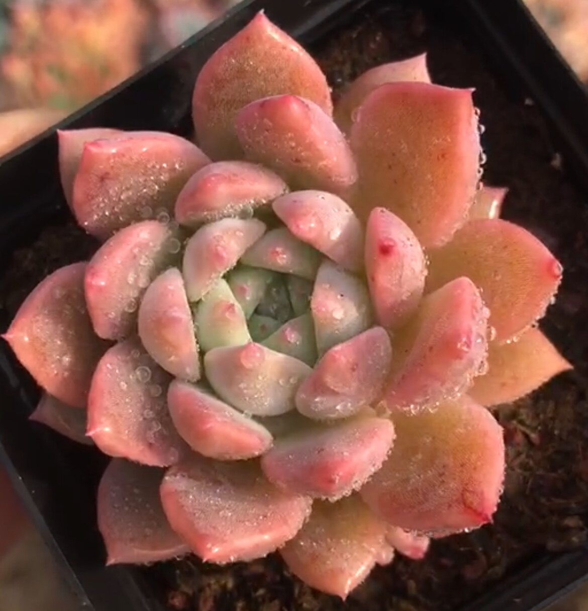 多肉叶片植物欧美进口霜花正版叶插苗小苗多肉植物