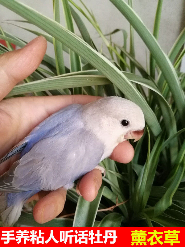 牡丹鹦鹉合法面类活体紫伊莎薰衣草紫面伊粘人观赏宠物鸟成年繁殖已售