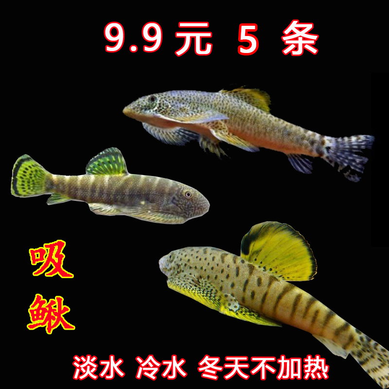 长汀吸鳅双吸盘贵爬除藻冷水清道夫观赏鱼活体水族宠物原生小型