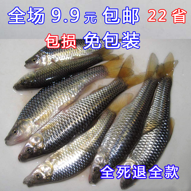 小麦穗鱼苗饲料观赏鱼活体水族宠物中国原生鱼群游小型淡水冷水鱼