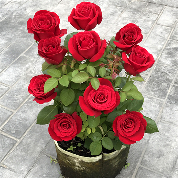 卡罗拉红玫瑰扦插花苗花卉观花植物阳