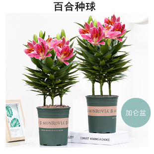 重瓣香水百合种球鲜花盆栽室内外庭院四季开花易活植物花卉种子籽