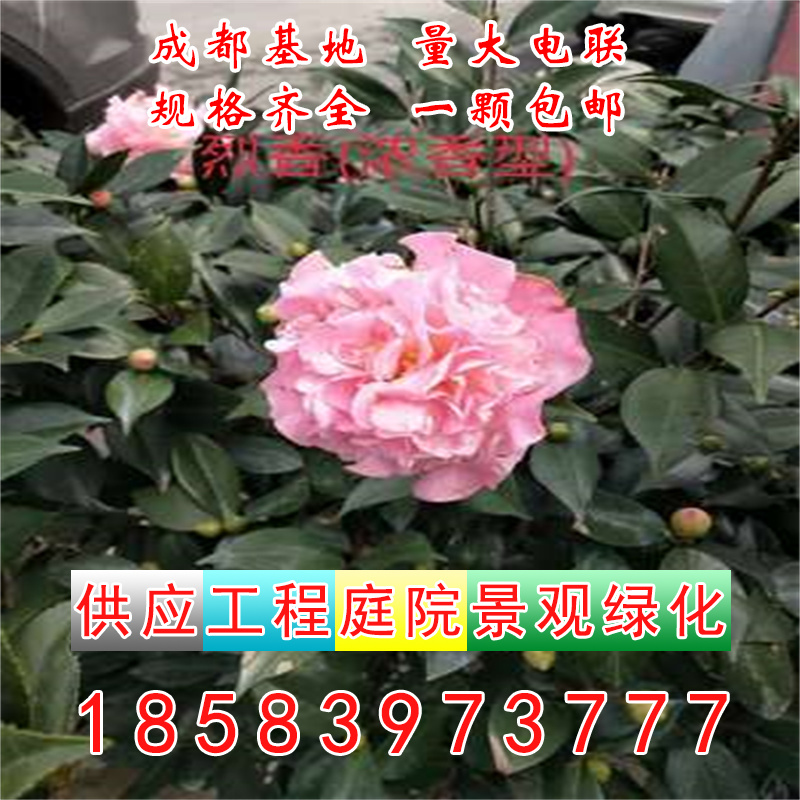 成都茶梅茶花庭院园林绿化工程苗木树苗花园植物四季常绿冬天开花