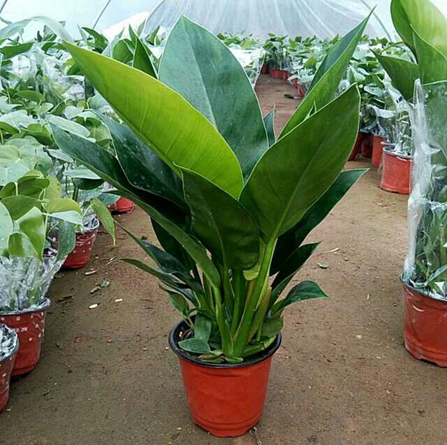 家庭花卉植物 客厅_大叶金钻称辟邪王可水培四季常青家庭办公室内花卉