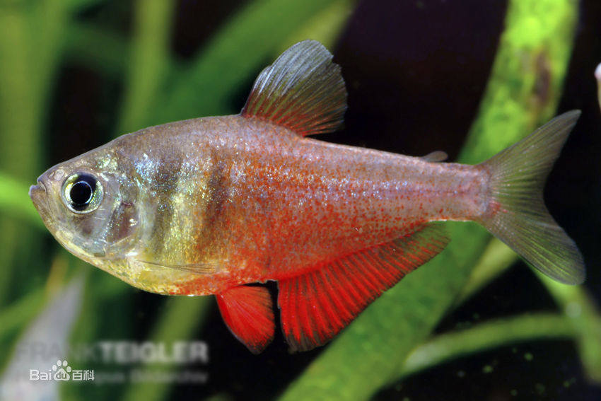 火焰旗鱼 火焰鳍灯鱼
