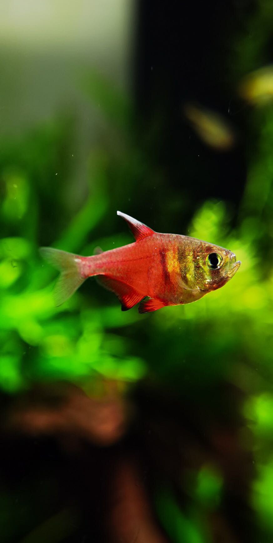 火焰鳍缸群游鱼哥伦比亚进口灯鱼草戴小宝水族06 5月销7件上海火焰