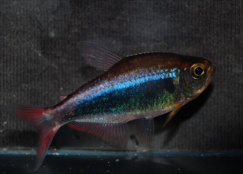 血翅蓝帝灯草缸群帝王灯鱼小型鱼草缸鱼鱼