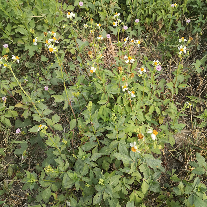 野生鬼针草新鲜鬼钗草虾钳草蟹钳草对叉草粘人连子豆渣中草药现采