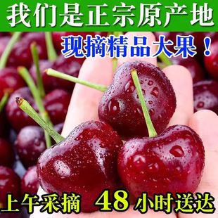 山东美早樱桃5斤车厘子新鲜水果当季烟台大樱桃整箱包邮4J特大果3