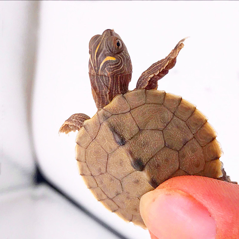 陆龟活体 小_地图龟苗 小乌龟活物家养观赏宠物龟 苏卡达陆地旱龟小