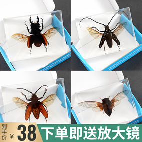 新款真实昆虫树脂标本科普教学动物琥珀摆件玩具天牛甲虫锹甲蜘蛛