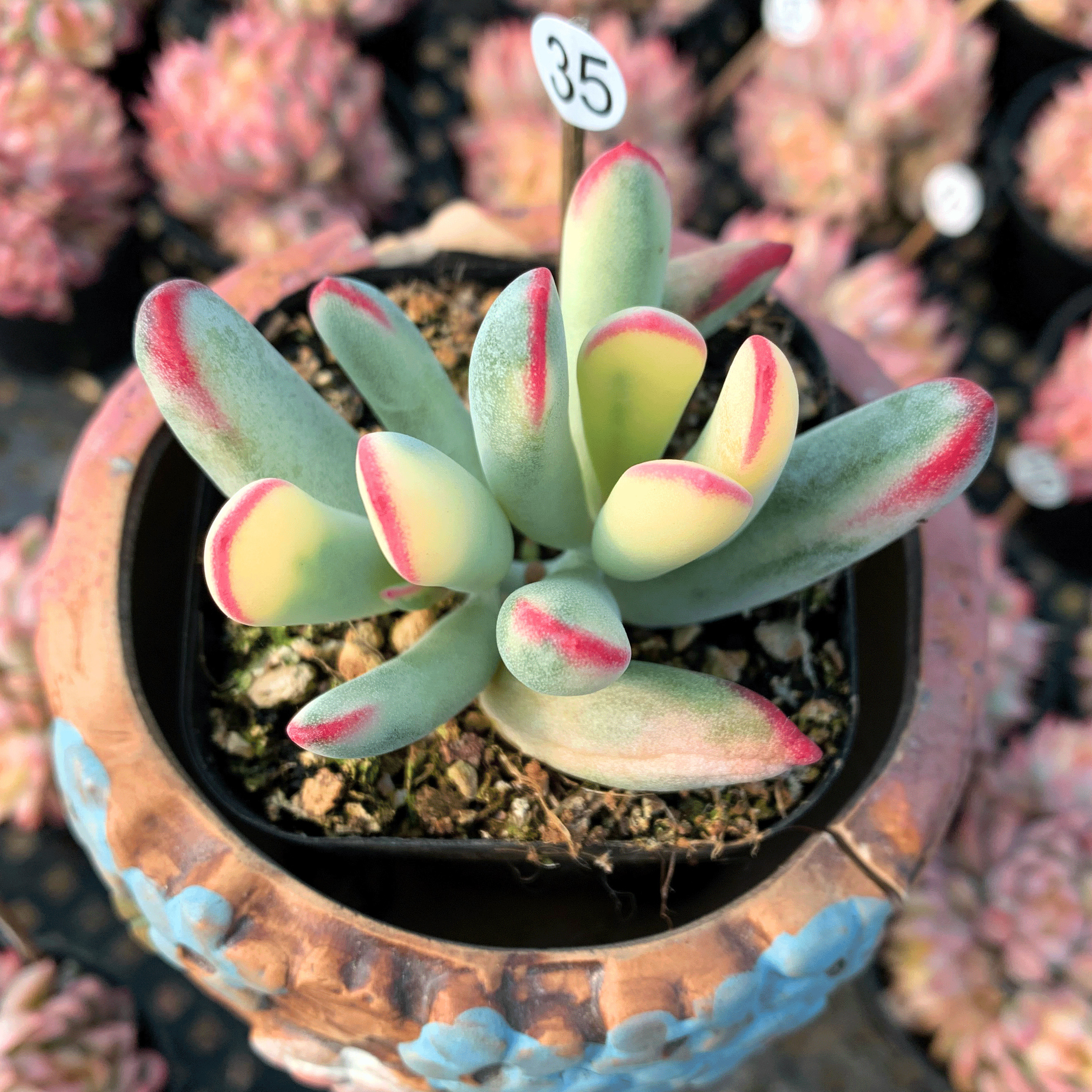 棒叶福娘锦 多肉植物 一物一拍 办公桌绿植盆栽 灵曦园艺