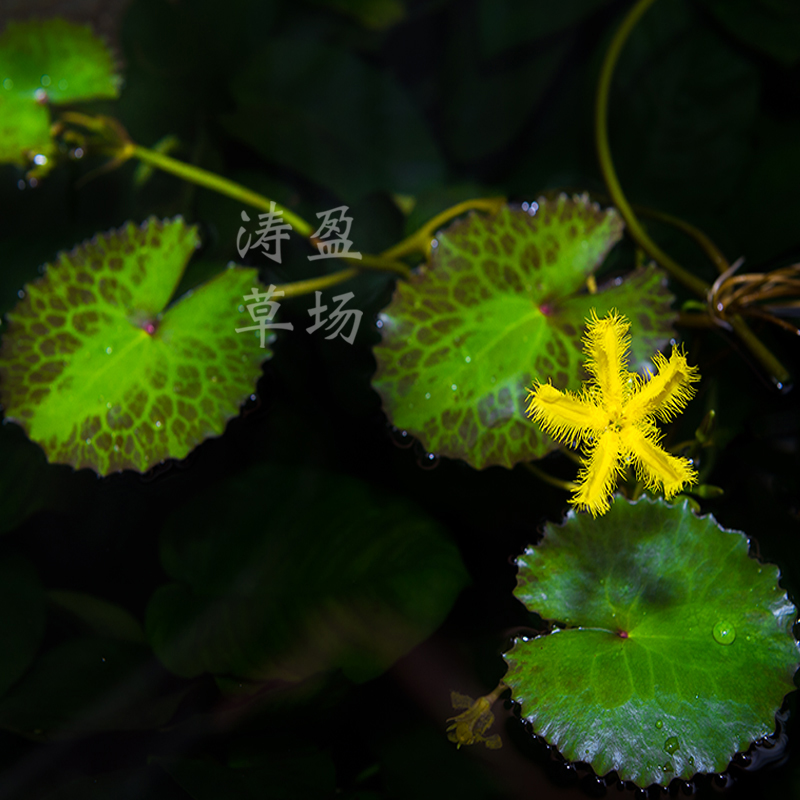 龟背黄花荇菜 鱼缸浮萍水草活体植物净化水质水族箱