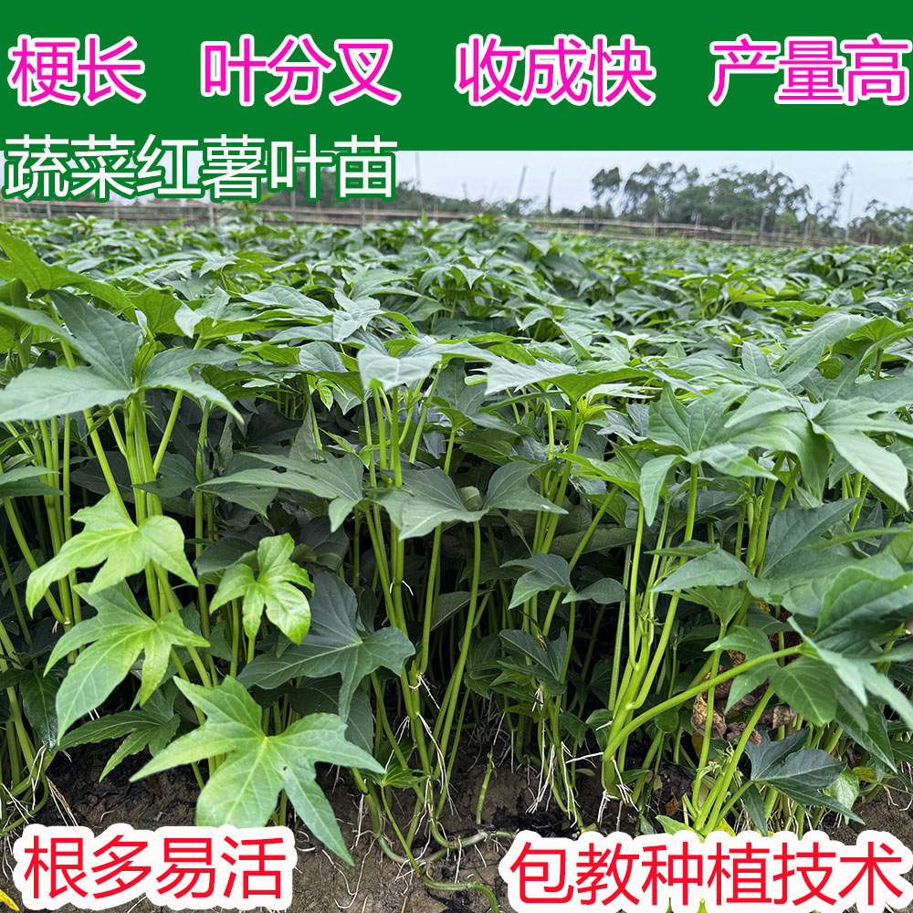 广东食用红薯苗种 专吃叶子红薯秧 地瓜叶苗苕尖苗阳台庭院种植