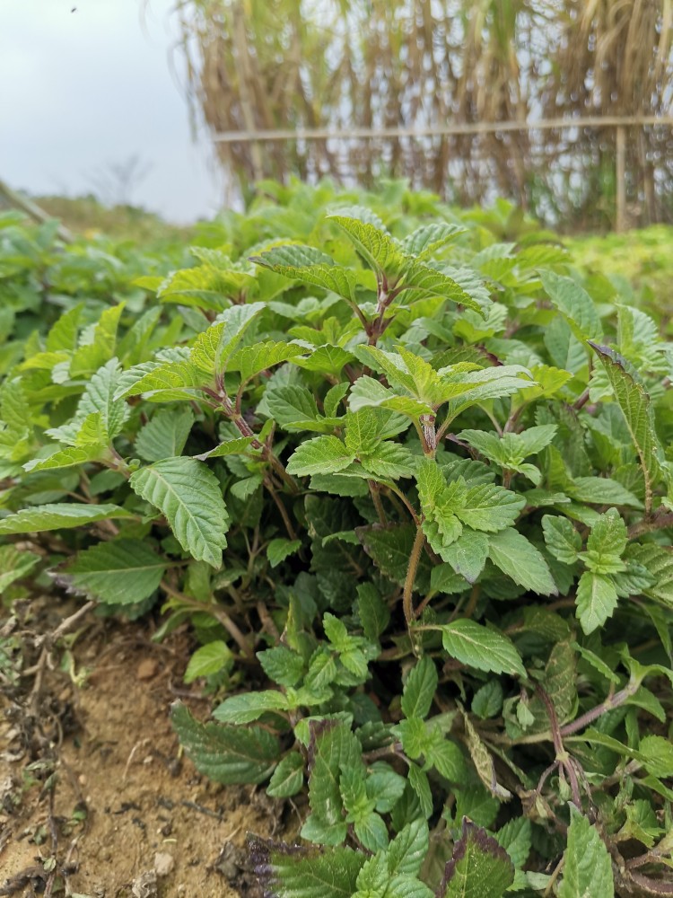 粤西新鲜凉粉草苗 20颗现挖发货烧