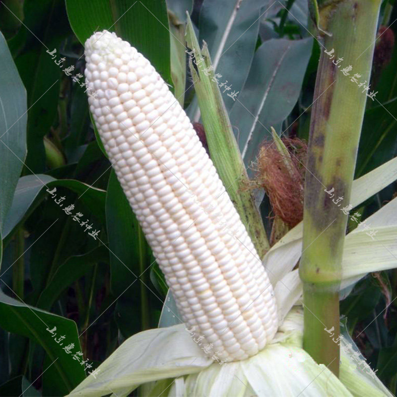 玉米种子京科糯2000鲜食早熟高产大田农家种籽甜糯四季播种孑