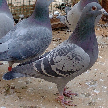 鸽子种鸽一对