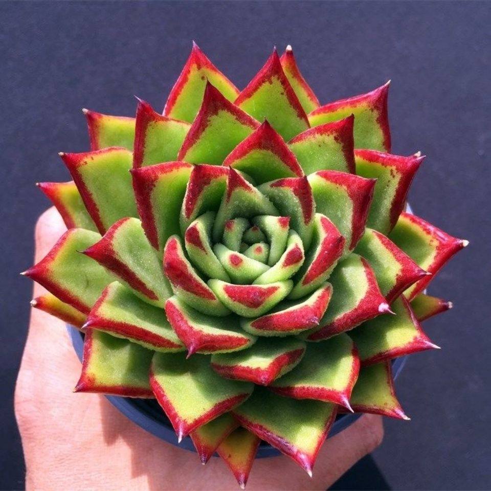 超大多头口红魅惑之宵乌木黑檀汁多肉植物盆栽贵货弗兰克罗宾花卉