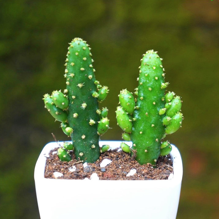 珊瑚摇钱树仙人掌办公室桌面内组合盆栽花卉防辐射绿多肉植物包邮