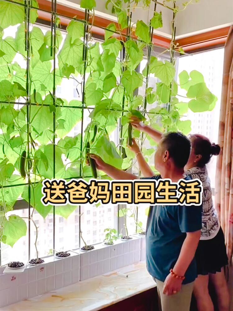 无土栽培黄瓜水培蔬菜家庭室内阳台种菜神器智能箱自动管道式设备