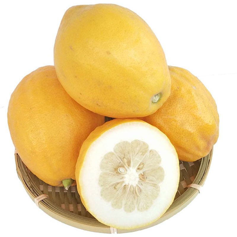 现摘现发香橼果新鲜金华香橼香水柠檬摆设观赏清贡供佛闻香非佛手