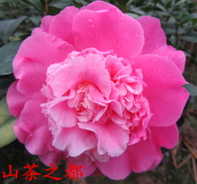 茶花鲜花速递 > 室内客厅阳台庭院绿植花 美国进口名贵品种 绿可娜