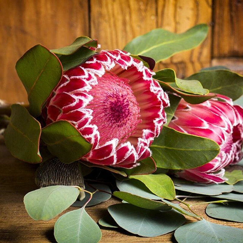 帝王花鲜花-特价促销-优惠券领取-价格|多少钱|什么牌子好-35优惠券网