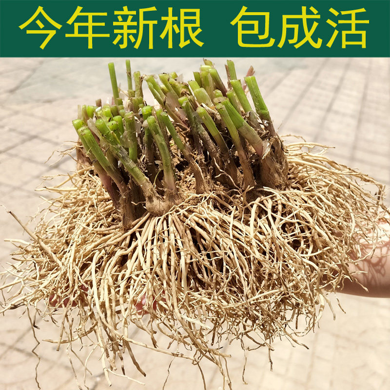 韭菜根苗红根紫根宽叶韭菜根现挖四季新鲜细叶阳台盆栽蔬菜苗种菜