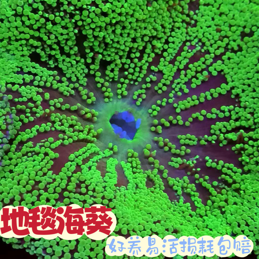 地毯海葵海缸宠物生物珊瑚造景海草海星观赏海水鱼尼莫小丑鱼