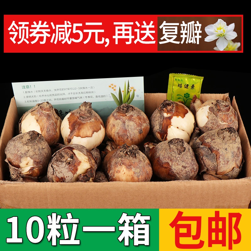 【单瓣10粒1大箱】正宗漳州水仙花种球水培水养植物绿植花卉种子在类目 鲜花速递/花卉仿真/绿植园艺, 花卉/蔬果/草坪种子(新), 种球中 - 来自Buy2taobao.com提供专业的淘宝代购服务