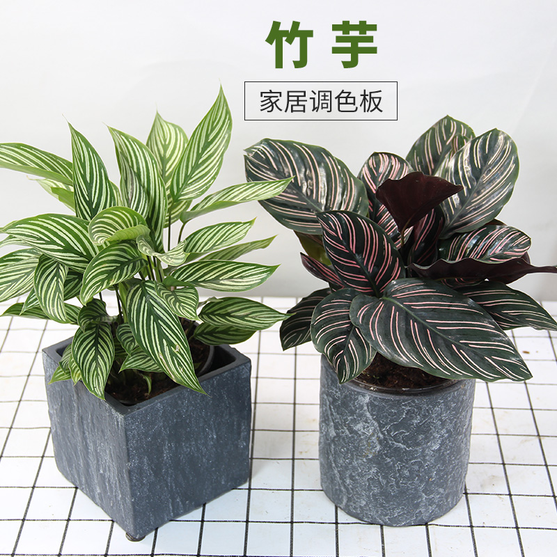 竹芋植物室内花新品种双线ins新奇耐阴办公室桌面小盆栽彩色叶子