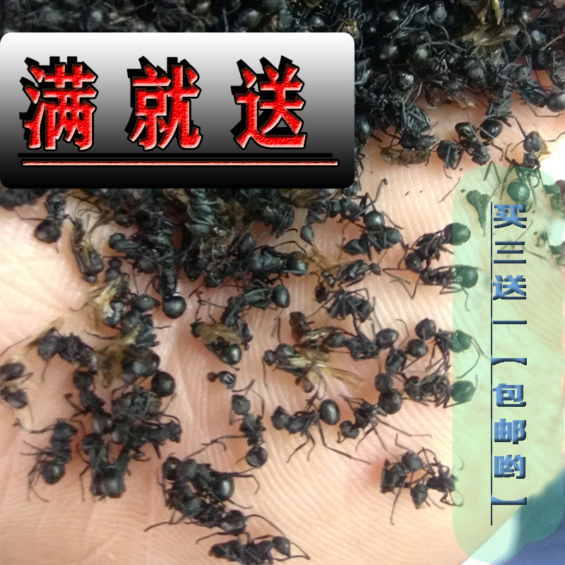 云南野生拟黑多刺高原优质蚂蚁干可粉可泡酒买3送1实体店250g包邮|ruв категории традиционные питательный пища, гомологический продовольствия, медикаментов и продовольствия, муравей - от Buy2taobao.com для оказания профессиональной услуги покупки агента Taobao