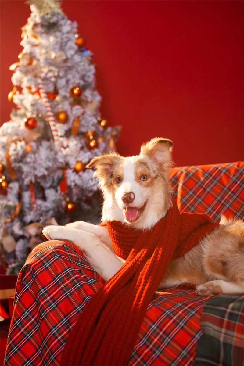 边牧幼犬纯种三色蓝陨石边牧宠物狗狗高智商赛级双血统边境牧羊犬