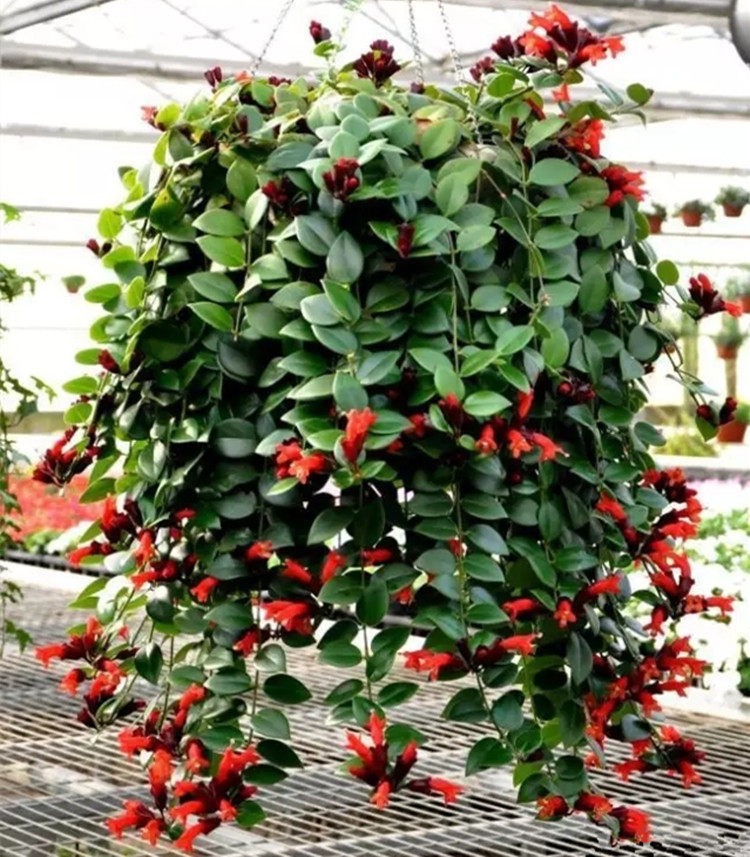净化空气 吸甲醛 口红吊兰 家庭居室内垂吊观花植物中之佳品