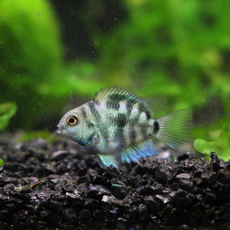 迷你鹦鹉鱼/白金迷你鹦鹉鱼热带鱼观赏鱼活体草缸淡水新手鱼包损