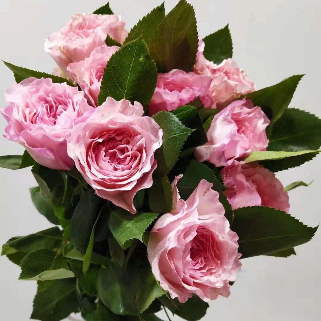 肯尼亚进口多头小玫瑰 鲜花鲜切花送人家用鲜花速递上海包邮10枝