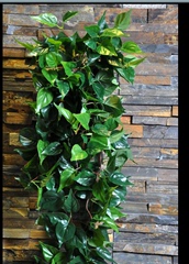 仿真常青藤挂壁 壁挂 仿真绿植壁挂 室内绿化 植物背景墙设计安装