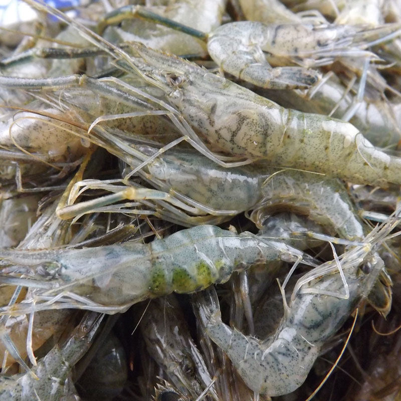 密云水库打捞原生河虾新鲜淡水河虾250克3份包邮