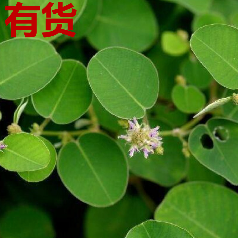 文成县文鑫中草药种植场的优惠券大全—广东草新款落地铜钱草阳台新