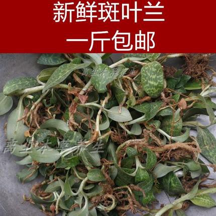 新鲜小叶青 斑叶兰 银线莲 小青 500克 一斤包邮  煲汤材料