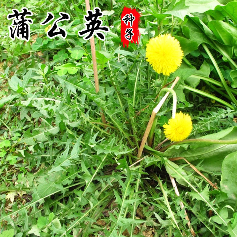 大叶蒲公英种子盆栽婆婆丁野生野菜药材春季秋季蔬菜