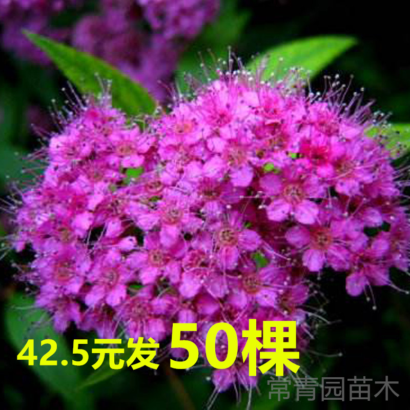 绣线菊植物盆栽红花彩叶花灌木多年生