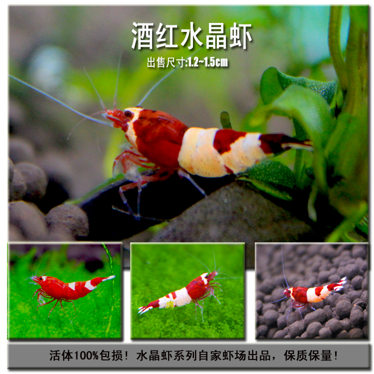 酒红水晶虾极火虾观赏虾米虾樱花虾
