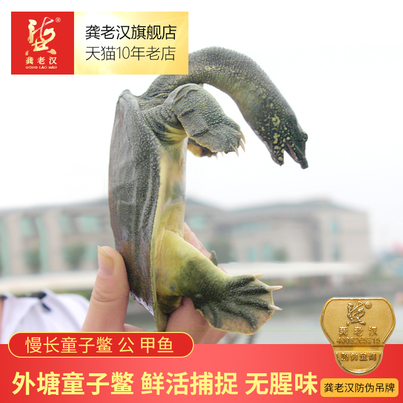 Old man Outside the pond Public Tongzibie Turtle Fresh Turtles Bastard Turtle children SFin the Aquatic meat/Fresh fruits and vegetables/Cooked , Seafood/Aquatic/Product , Soft-shelled turtle category - from Buy2taobao.com to provide professional Taobao agent buy service