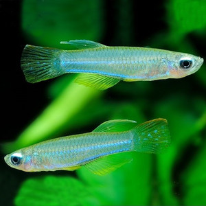 七夕水族蓝眼灯鱼小型热带鱼群游观赏鱼草缸造景新手可混养活体